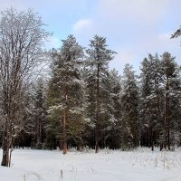 В лесу :: Галина Новинская