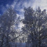 Зима :: Виталий Житков
