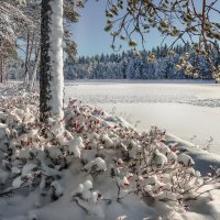 Предзимье на Вологодчине... :: Федор Кованский