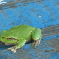 Зеленая жаба на синей доске :: Наталья 