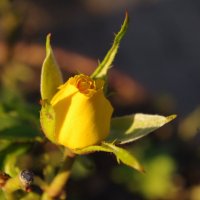 желтые розы :: İsmail Arda arda