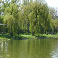 Городское  озеро  Ивано - Франковска :: Андрей  Васильевич Коляскин