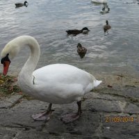 ШВЕЙЦАРИЯ .В  ГОРОДЕ ЛЮЦЕРН :: ОКСАНА ЮРЬЕВНА ШВЕЦ