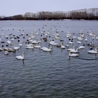 Лебединое озеро на Алтае :: Ирина Богатырёва