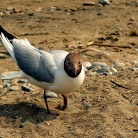 T-Larus :: Хась Сибирский