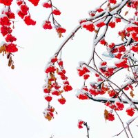 Ветви под снегом.. :: Юрий Стародубцев