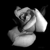 Цветок розы. B&W :: Svetlana Baglai