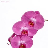 Орхидея с отражением :: Светлана Л.