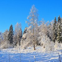 Белая береза :: Александр Преображенский 