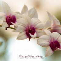 Орхидея :: Николай Волков