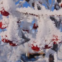Яблоки в снегу... :: Vladikom 