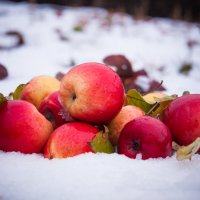 Яблоки на снегу :: Анастасия Климова
