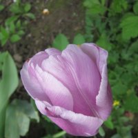 Нежно-розовый тюльпан :: Дмитрий Никитин
