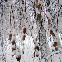 Берёза в снежном уборе. :: Мила Бовкун