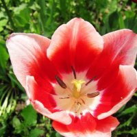Красно-белый тюльпан :: Дмитрий Никитин