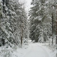 Зимой в лесу :: Павлова Татьяна Павлова