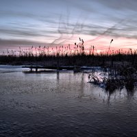 морозная заря :: Светлана Бродач