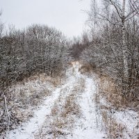 Лесная дорога зимой :: Павел Москалёв