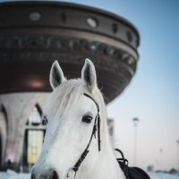 Лошадь :: Алина Иевлева
