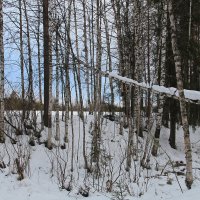 Перелесок :: Галина Новинская