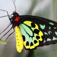 Кэрнс Birdwing (Ornithoptera euphorion) :: Антонина 