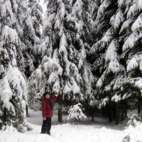 Пришла зима  в наш лес . :: Мила Бовкун