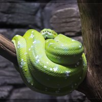 Змея зелёная :: Виктор Филиппов