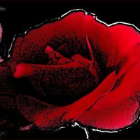 Воспоминания розы... :: Нина Корешкова