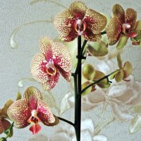 Орхидея :: ivolga 