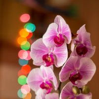 Орхидея :: Виктория Камышникова