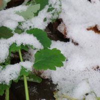 Первый снег... :: Тамара (st.tamara)