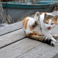 Донская кошка - спутница рыбаков :: Игорь Попов