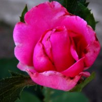 Роза в конце августа... :: Тамара (st.tamara)