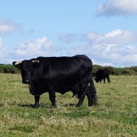 Чёрная валлийская корова :: Natalia Harries