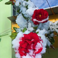 роза в снегу :: Юрий Владимирович