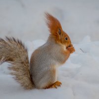 Зимние зарисрвки :: Вячеслав Владимирович