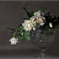 Аромат белых роз :: Olenka 
