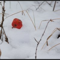 Снег+яблоко(красное) :: Алексей Семченко {SAM}