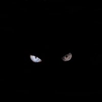 Портрет чёрной кошки в тёмной комнате :: Юный Пионер