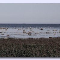 Лебеди на Балтике :: Виктор Истомин