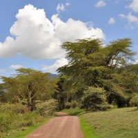Танзания. По дорогам Нгоронгоро. :: Елена Савчук 