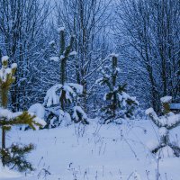 Сосенки в снегу.2015 :: Артём Бояринцев