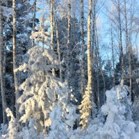 Зима :: Мария Кухта