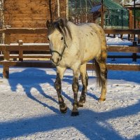 Конёк-горбунок, умчи меня в Новогоднюю сказку :: Владимир Максимов