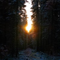 В лесу утром :: Геннадий Рублёв