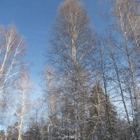 В зимнем лесу :: Галина Минчук