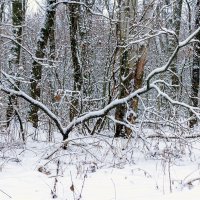 Зимнее разветвление.. :: Юрий Стародубцев