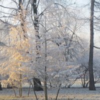 освещённая солнцем :: Елена 