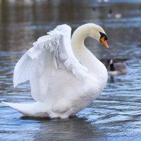 Swan :: Vitaliy Turovskyy