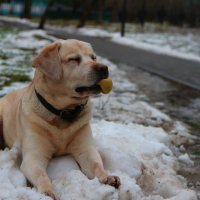 Собачье счастье - мяч :: Ирина Солощ